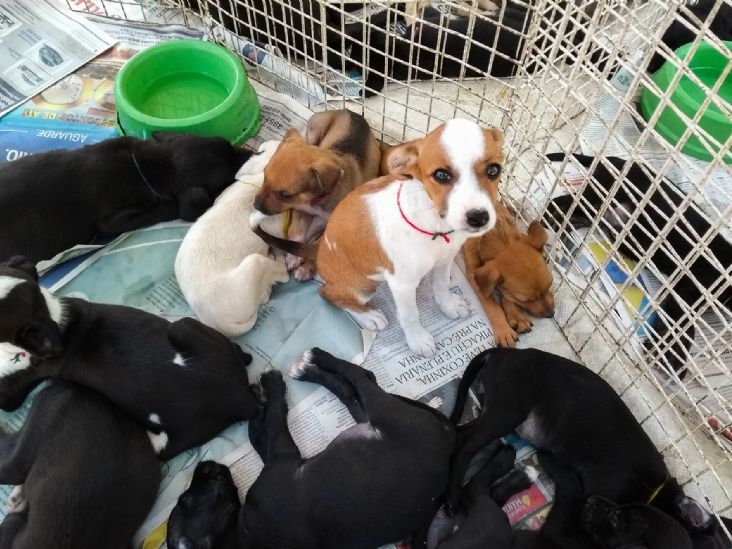 Sábado tem Feira de Adoção de Felinos e Caninos na Praça do Carmo