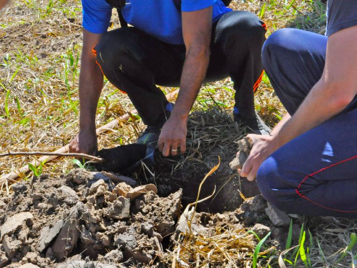 Hora Verde realiza plantio simultâneo em nove cidades