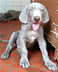 Filhotes de Weimaraner foram doados