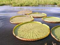 Conhecendo a Amazônia