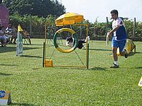 Agility - um esporte inteligente e divertido