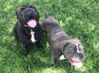 Clube de Cãompo celebra duas décadas hospedando cães em Itu