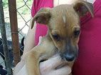 Animais: as 10 notícias mais lidas em uma década de itucombr