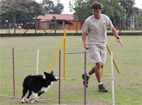 Alexandre Zanetti prepara cães para a temporada 2014-2015 de Agility